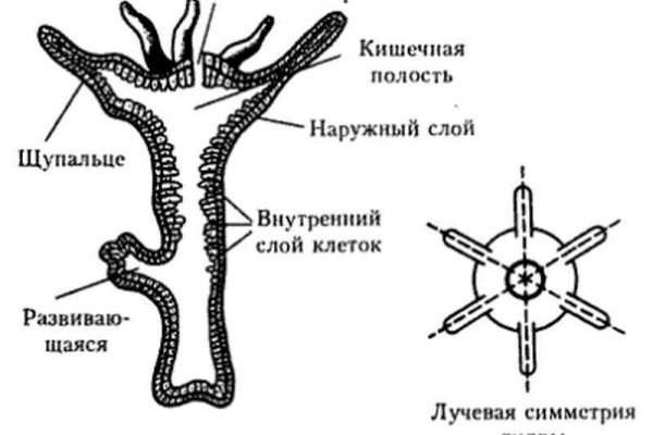 Mega darknet ссылка